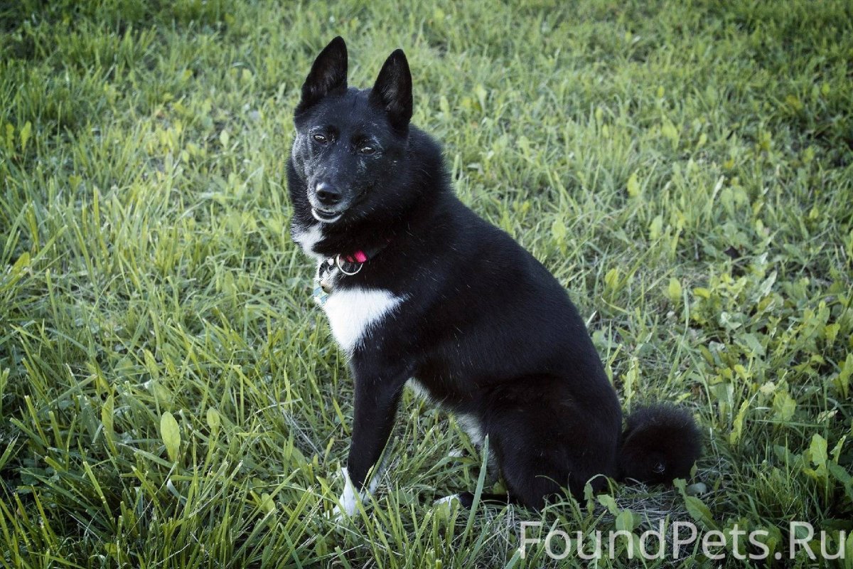 Восточно Сибирская лайка черная