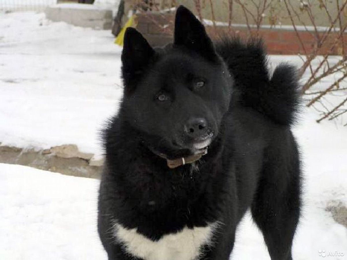 Восточносибирская лайка черная