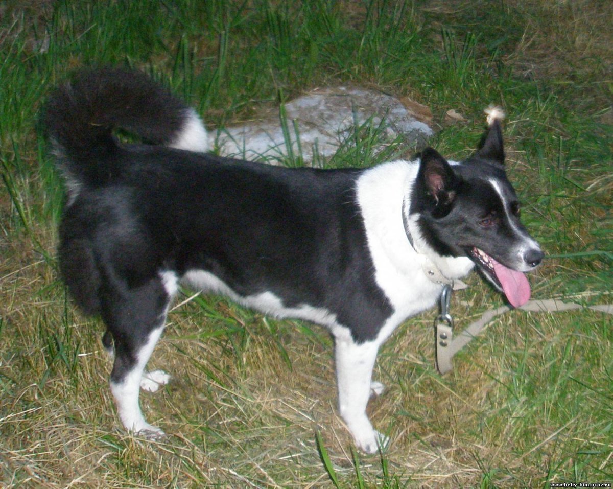 Чёрный элкхаунд Норвежская лосиная лайка