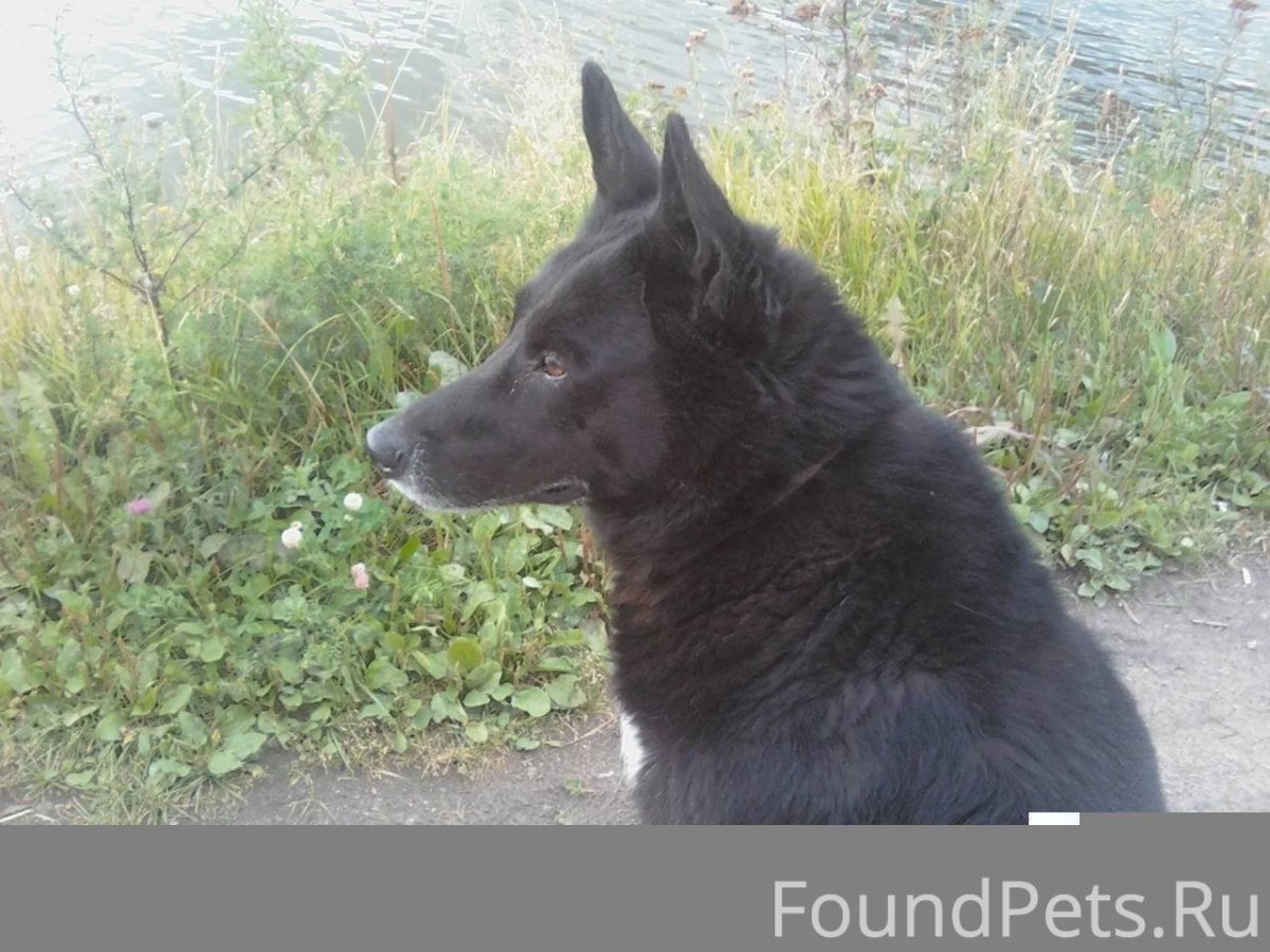 Северная лайка черно белая