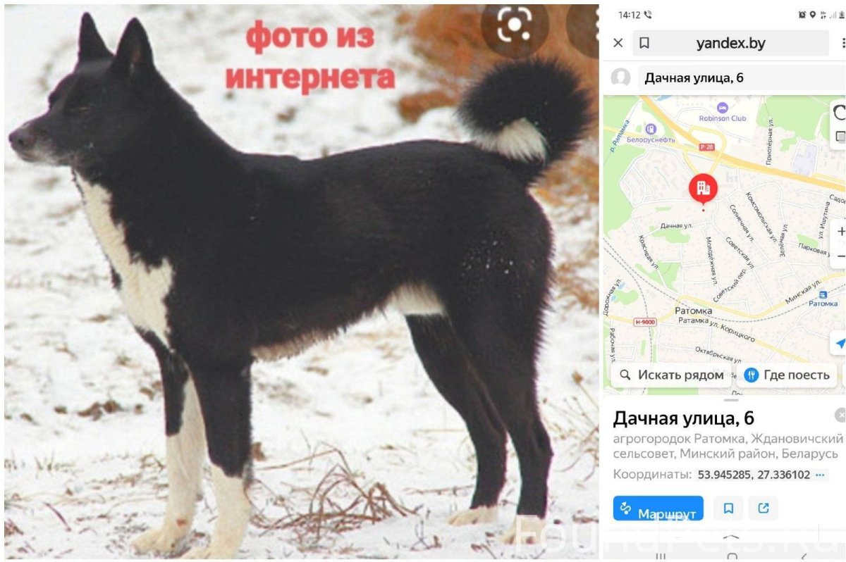 Щенки лайки черные