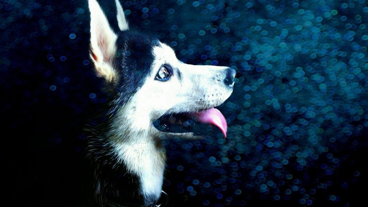 Лайка рел щенки чёрные