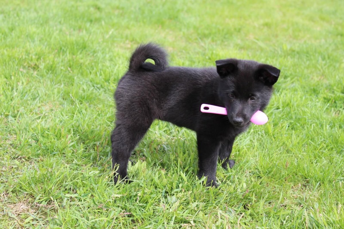 Русско европейская лайка рыжая