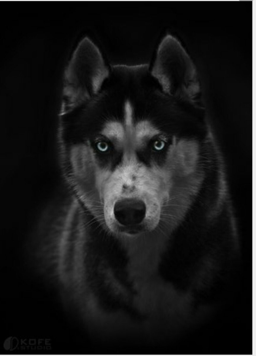 Собака хаски в очках