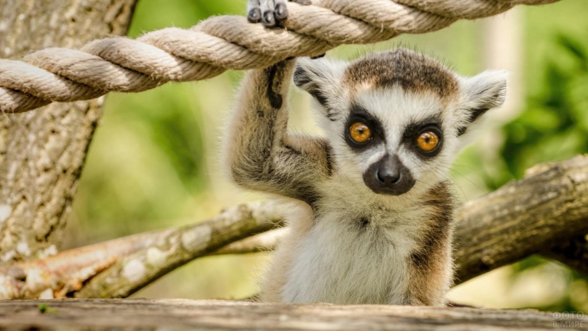 Лемур галаго