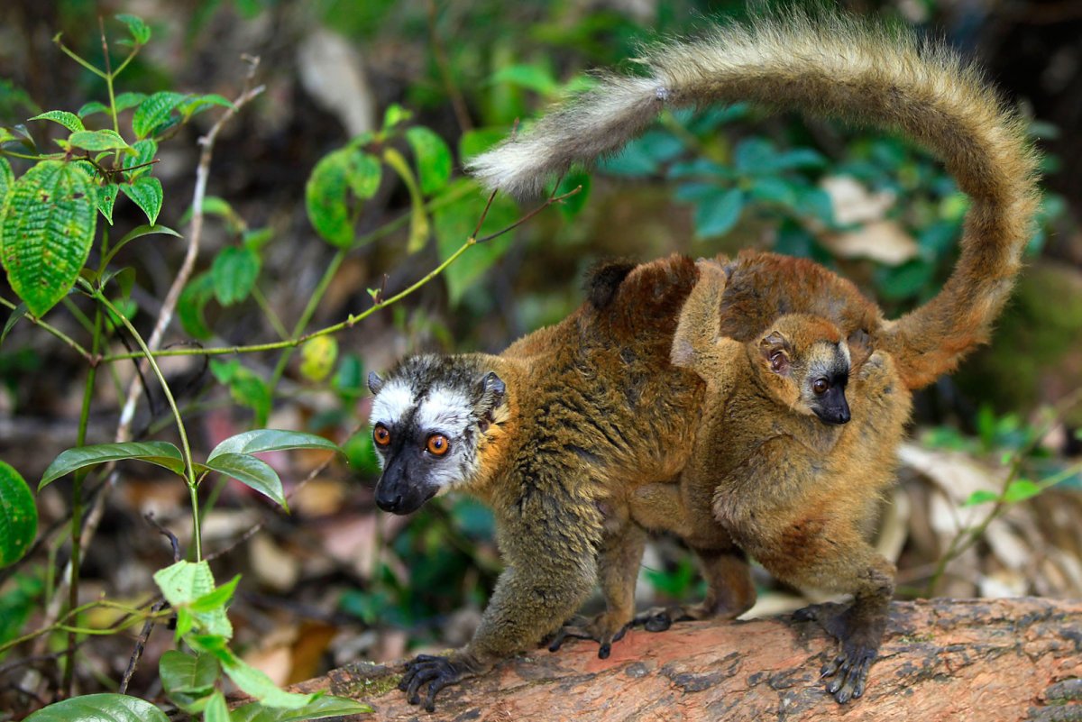 Мадагаскарский Лори