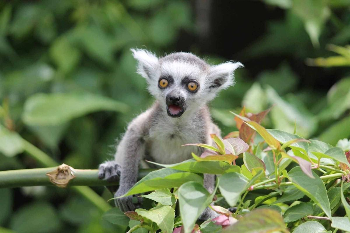Лемуры, Лори, галаго