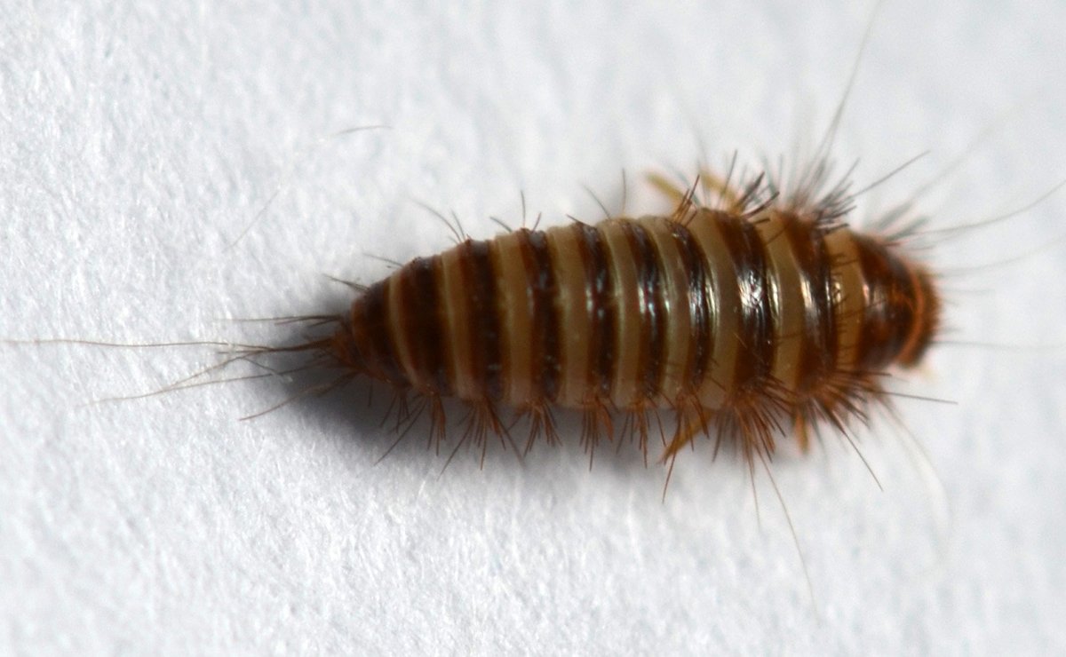 Кожеед коричневый гладкий