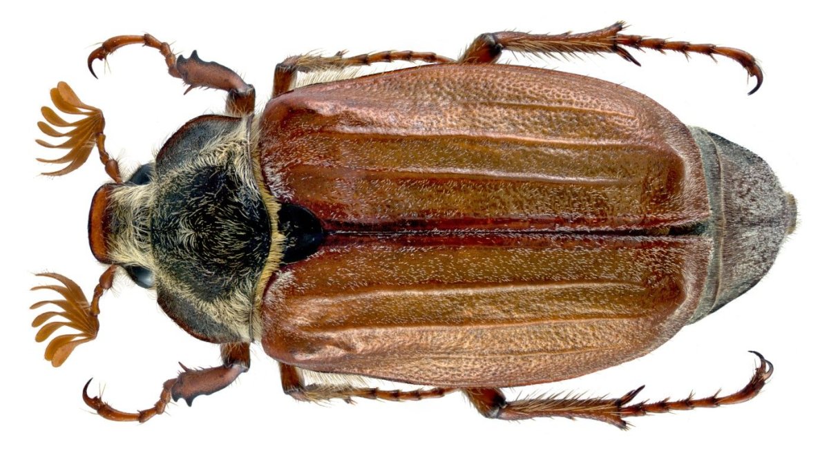 Trogoderma Granarium (капровый Жук)