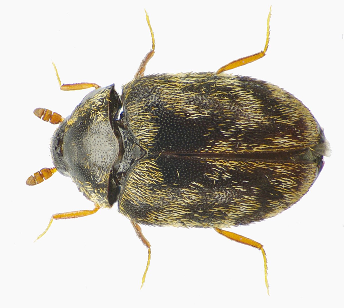 Личинка жука Dermestes sibiricus (Dermestidae)