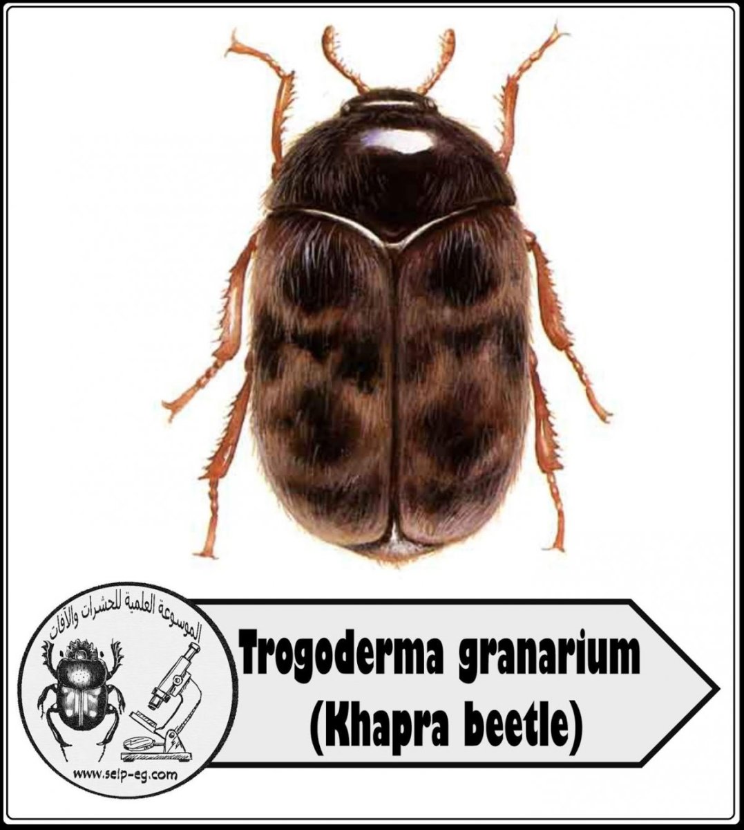 Личинки моли плоские