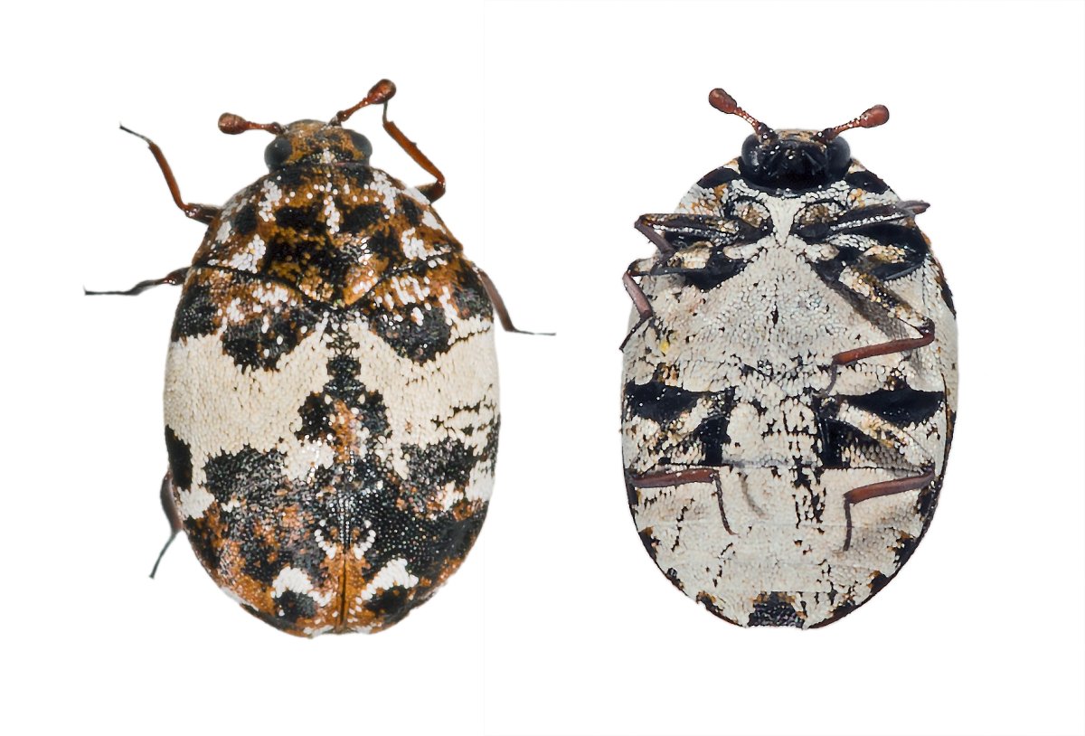 Мохнатый таракан