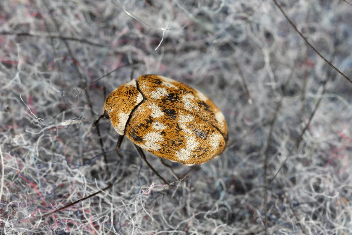 Varied Carpet Beetle