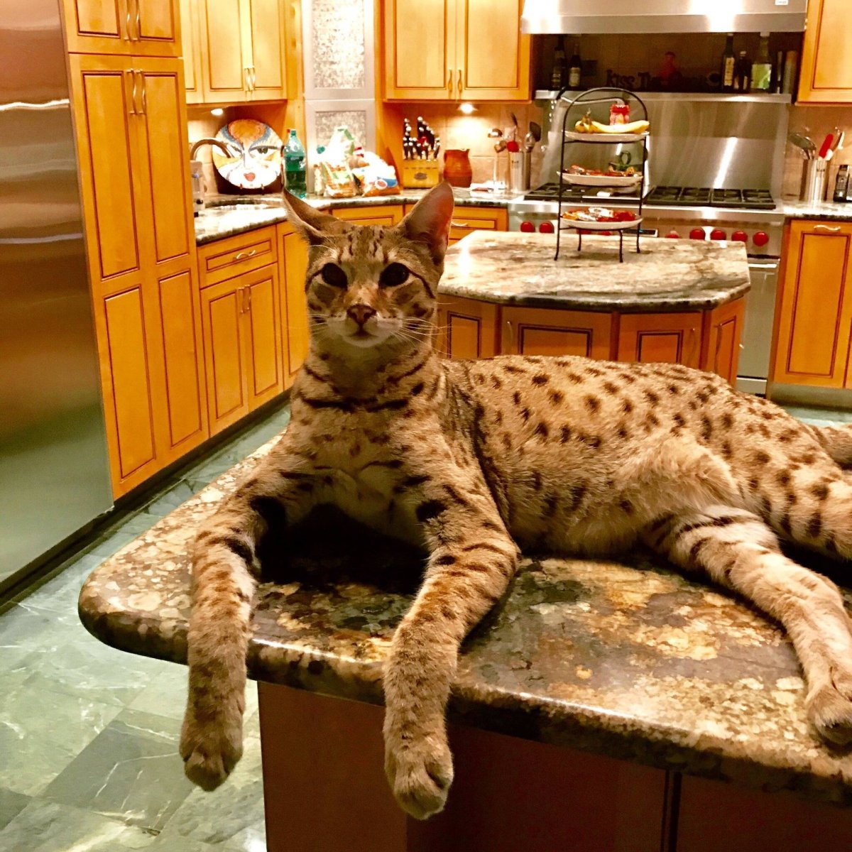 Кошка Ашера
