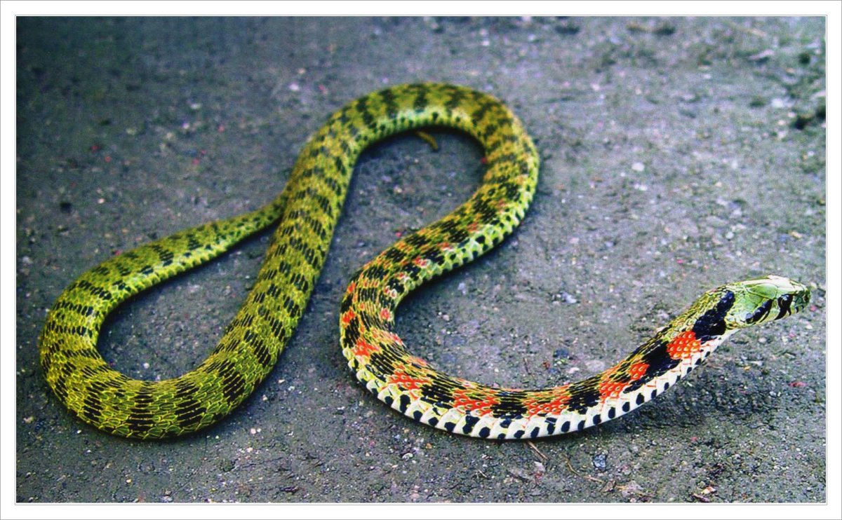 Rhabdophis tigrinus