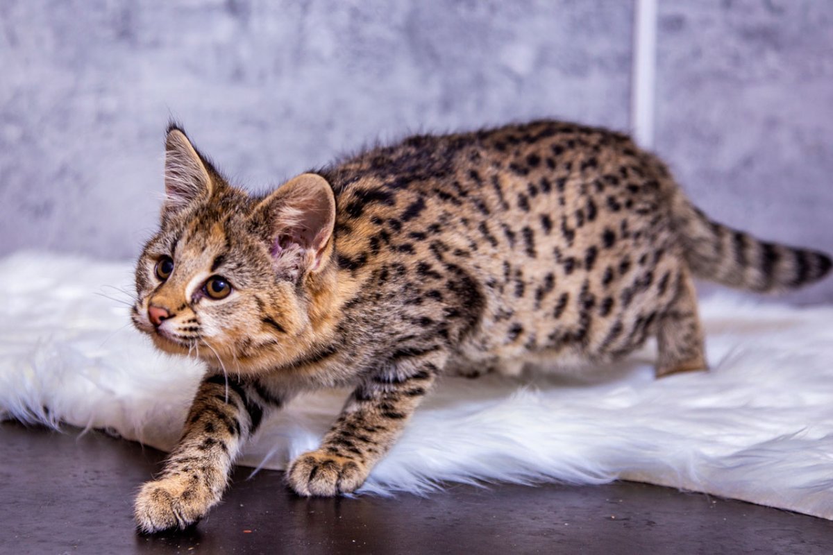 Саванна кошка