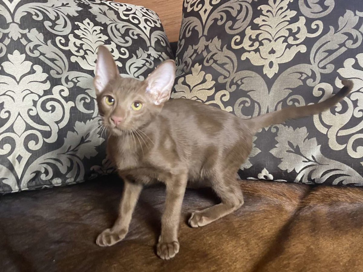 Кошка Ориентал Гавана