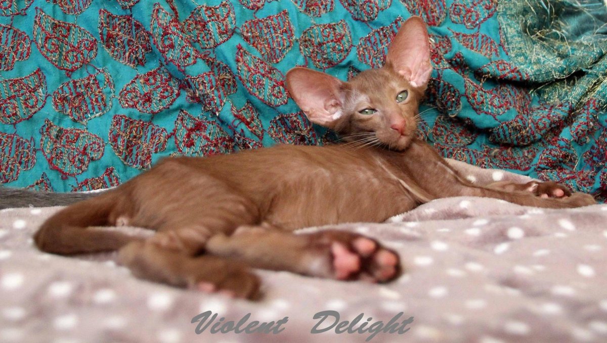 Ориентальный кот окрас циннамон