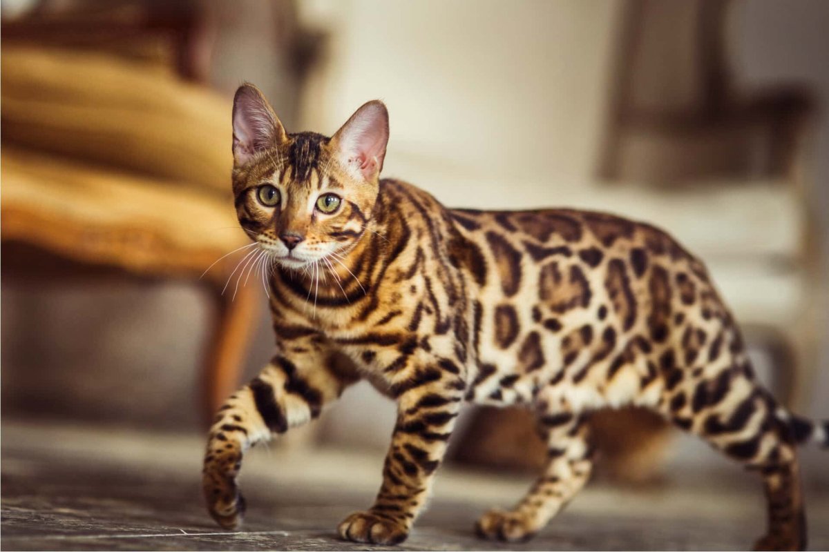 Бенгальская кошка тойгер