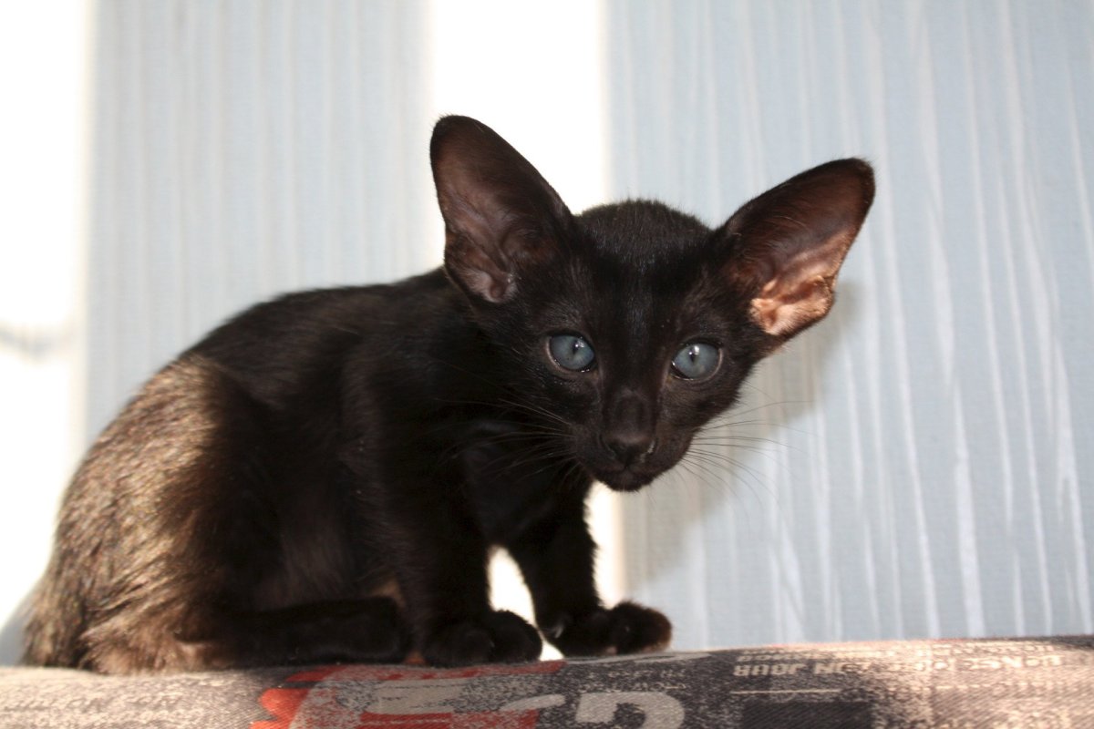 Кошка Ориентал Гавана