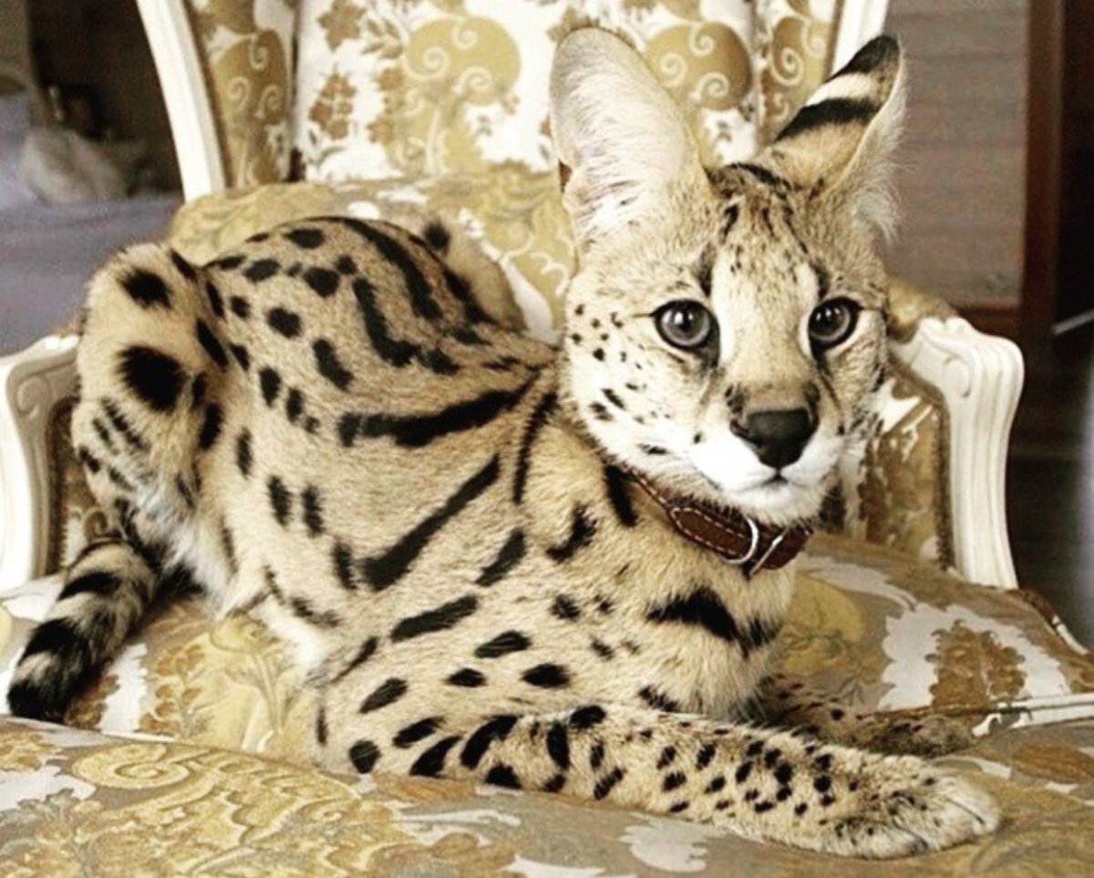 Сервал Ашера