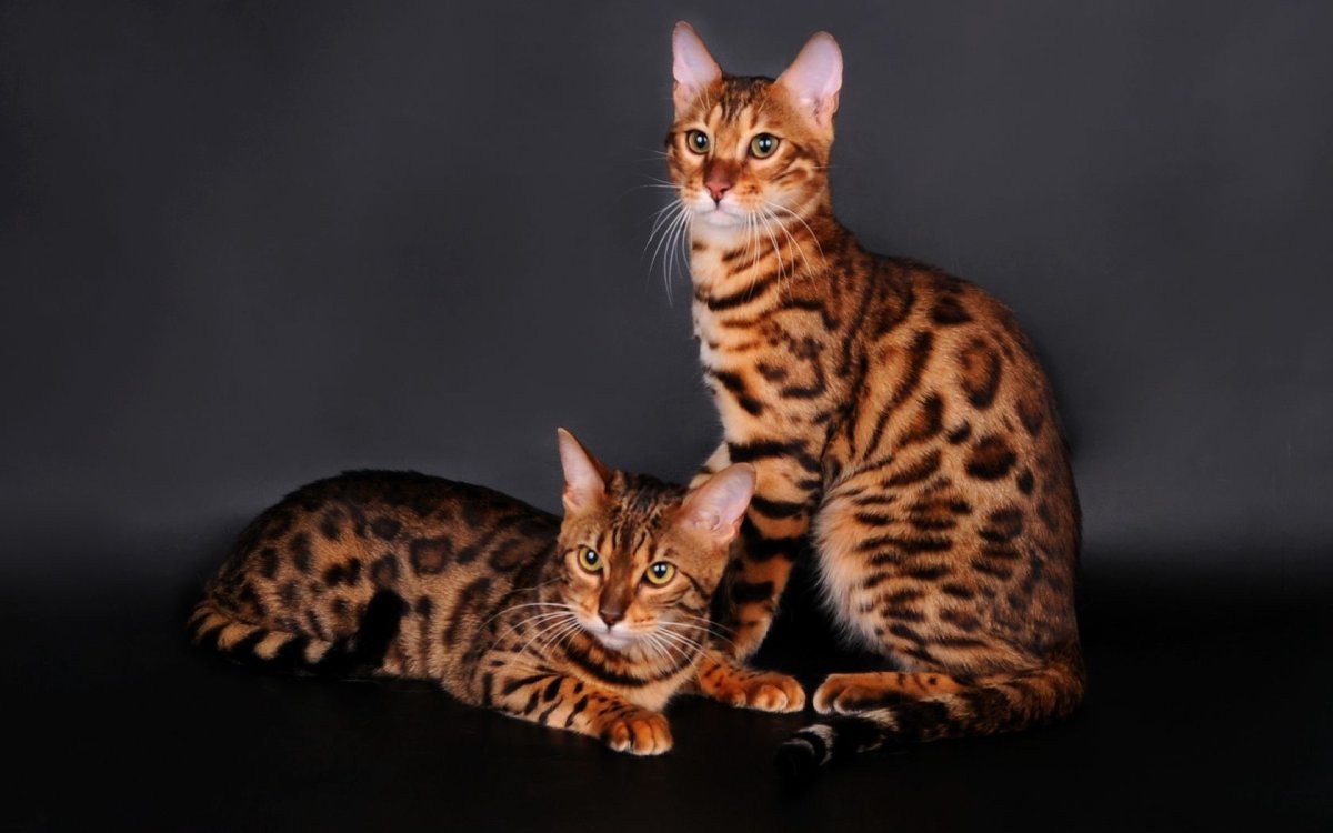 Бенгальская кошка
