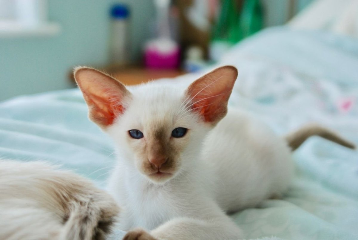 Кот Ориентал коричневый