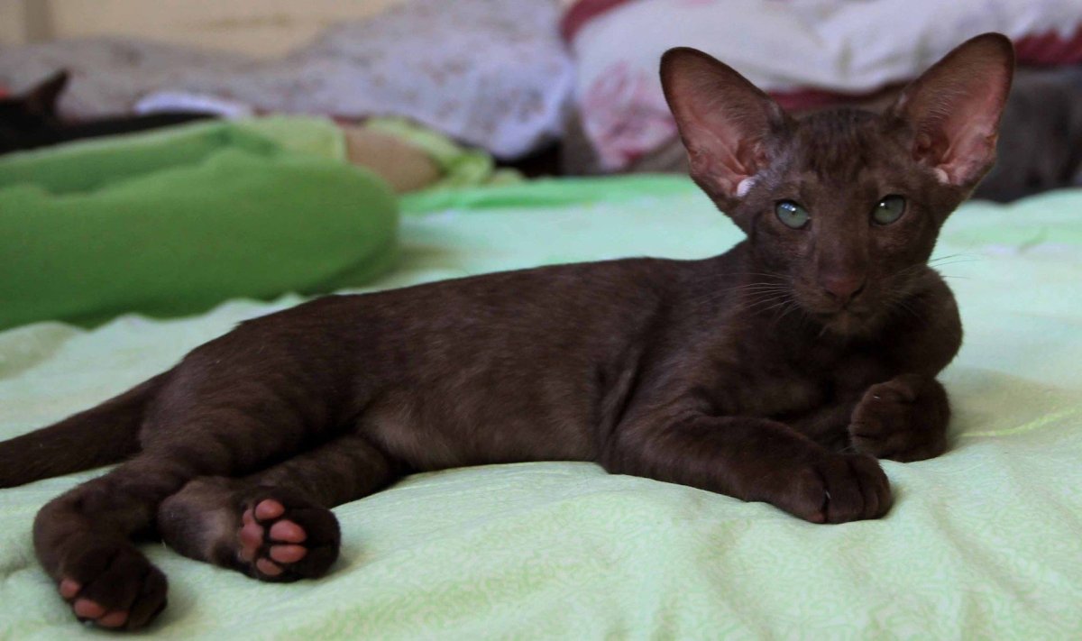 Порода Ориентал Добби