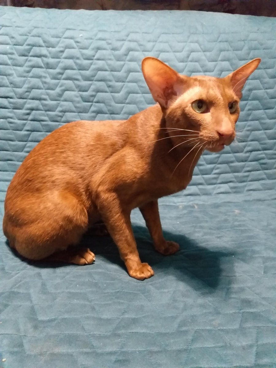 Яванез циннамон