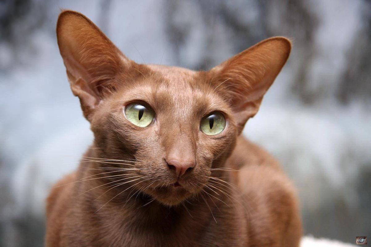 Черно белая Ориентальная кошка