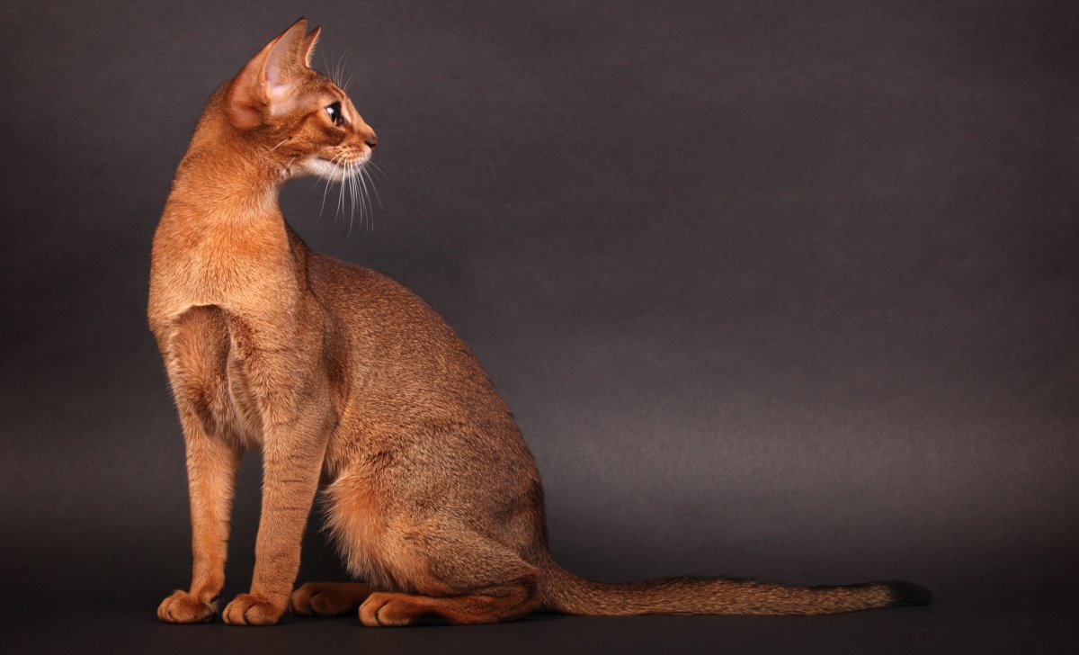 Ориентальный кот окрас циннамон