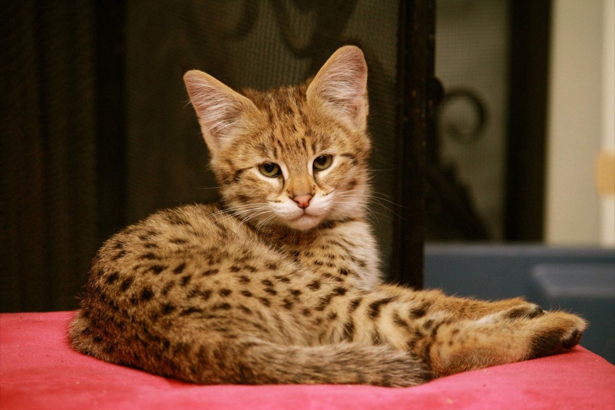 Кошка Ашера