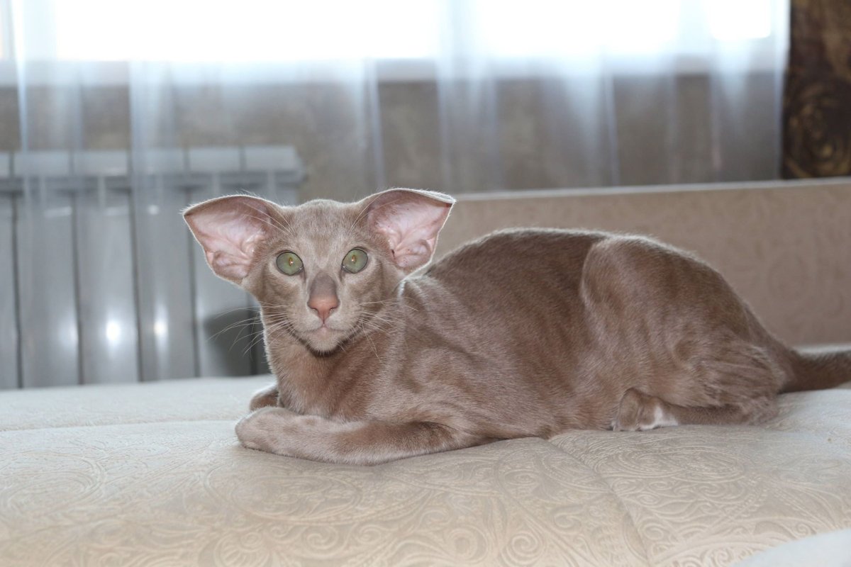 Тайская кошка циннамон Пойнт