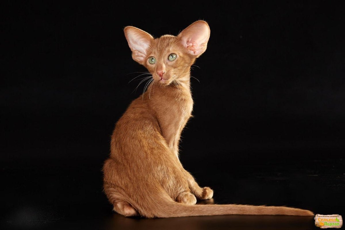 Ориентальная кошка в Нижнем Новгороде