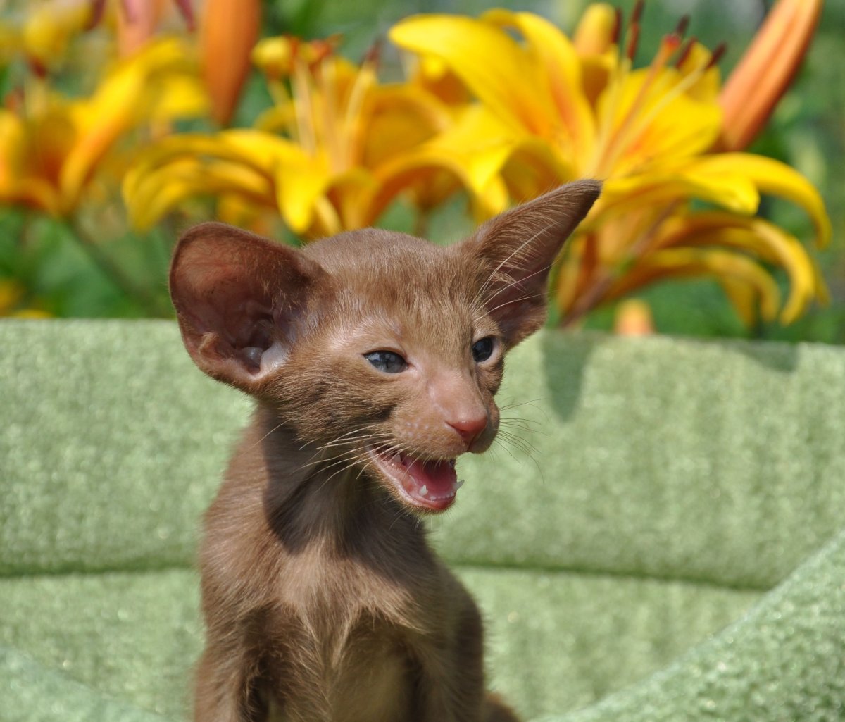 Ориентальная Восточная короткошерстная кошка Гавана