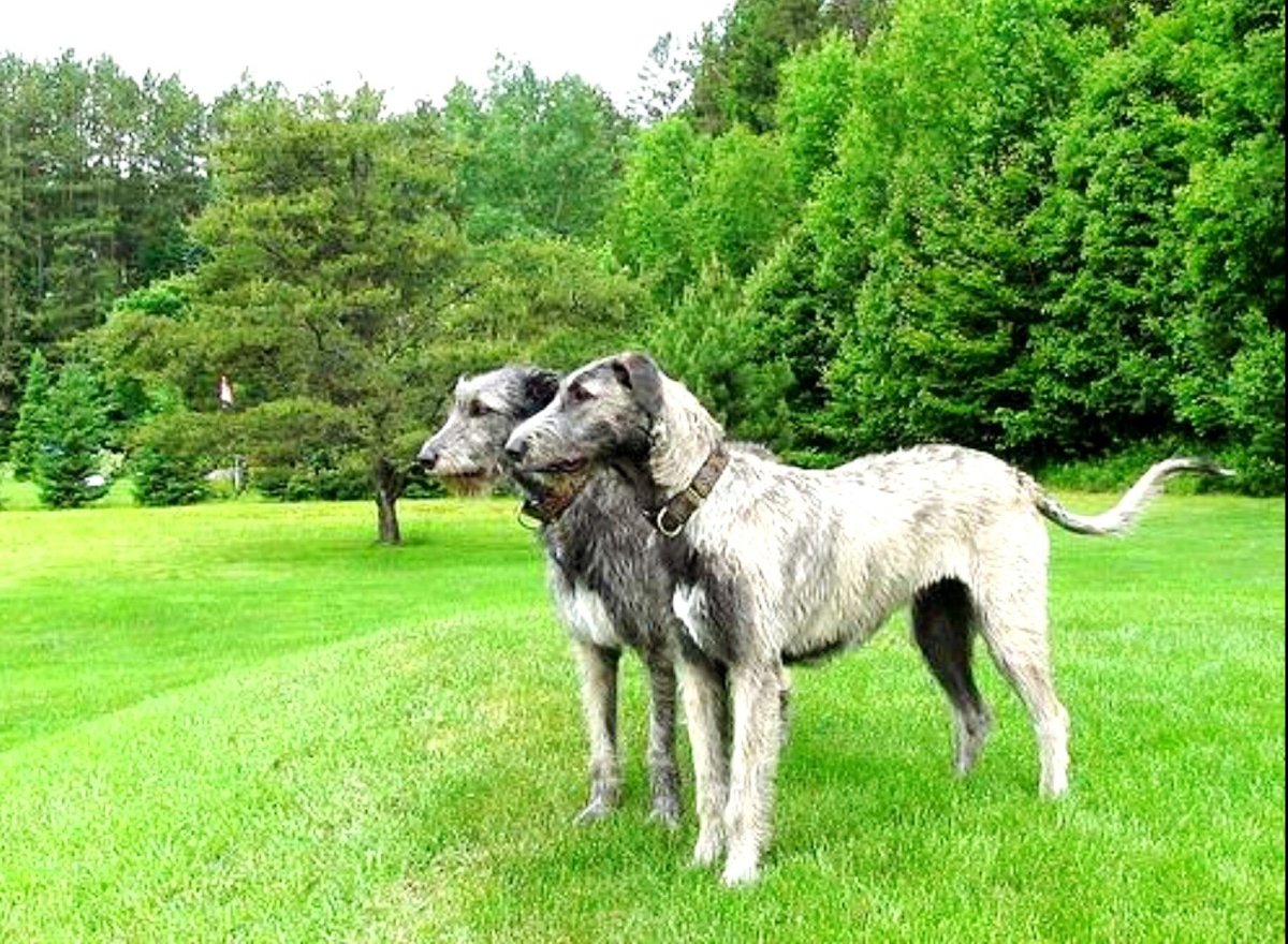 Ирландский волкодав короткий