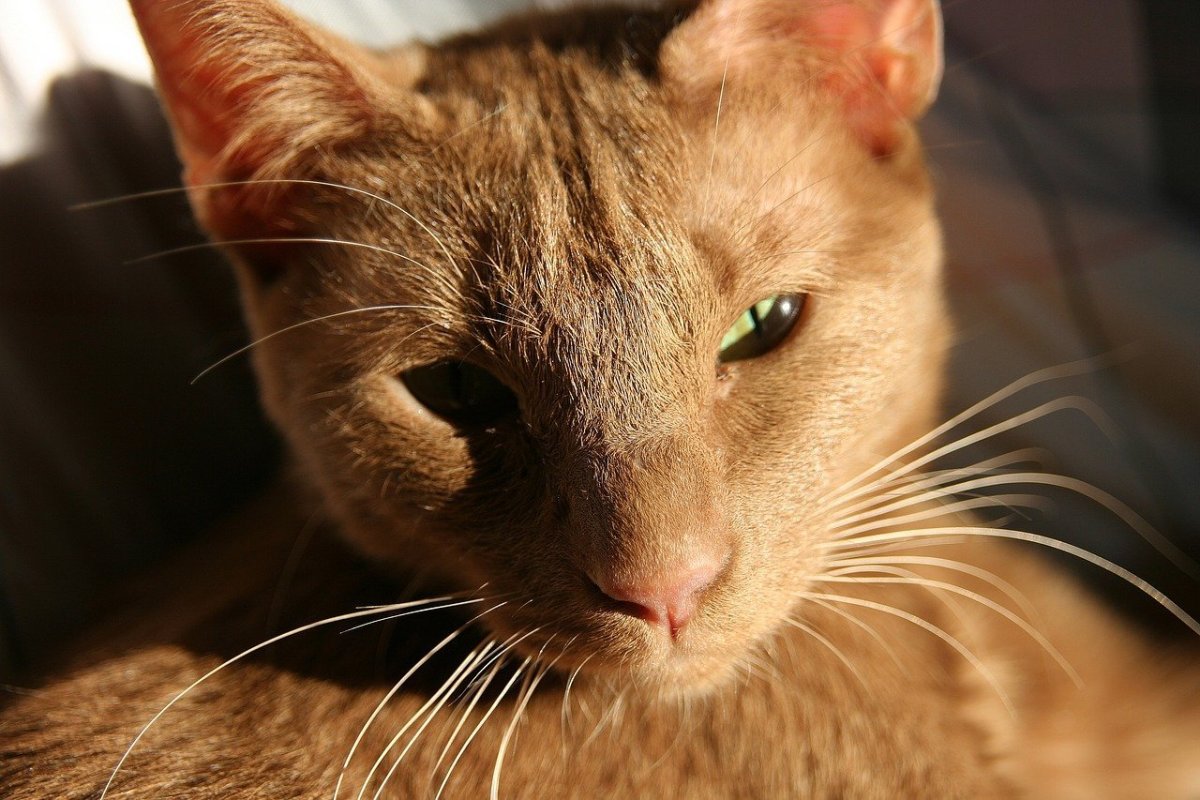 Ориентальная кошка Гавана