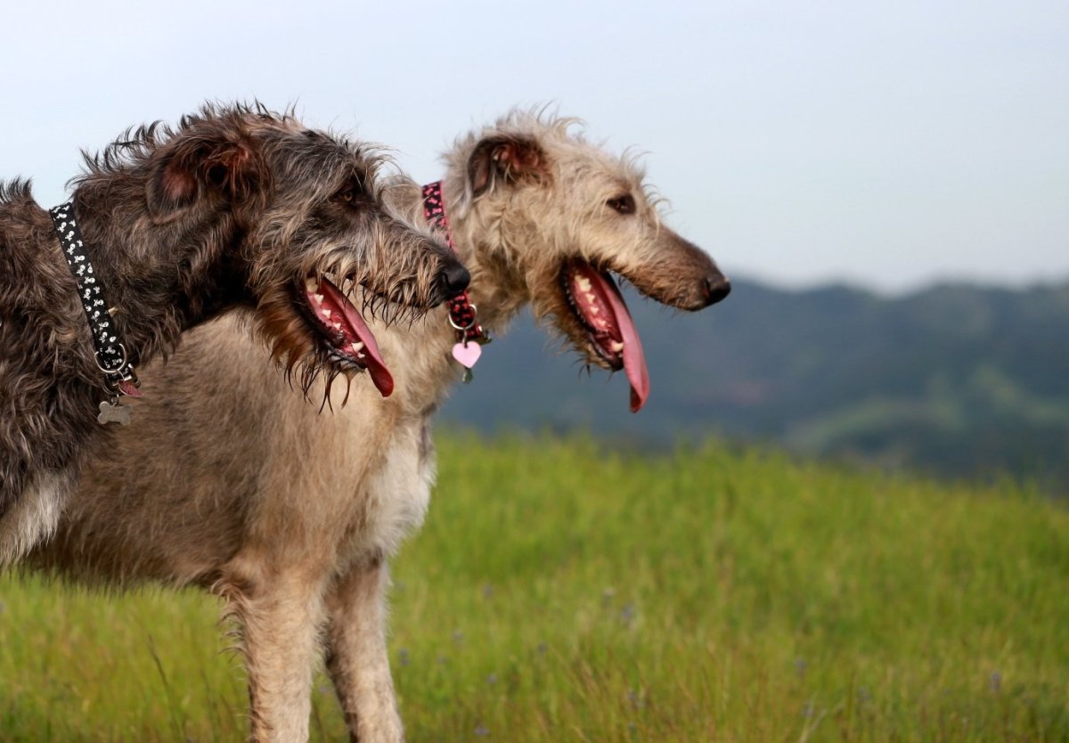 Порода ирландский волкодав