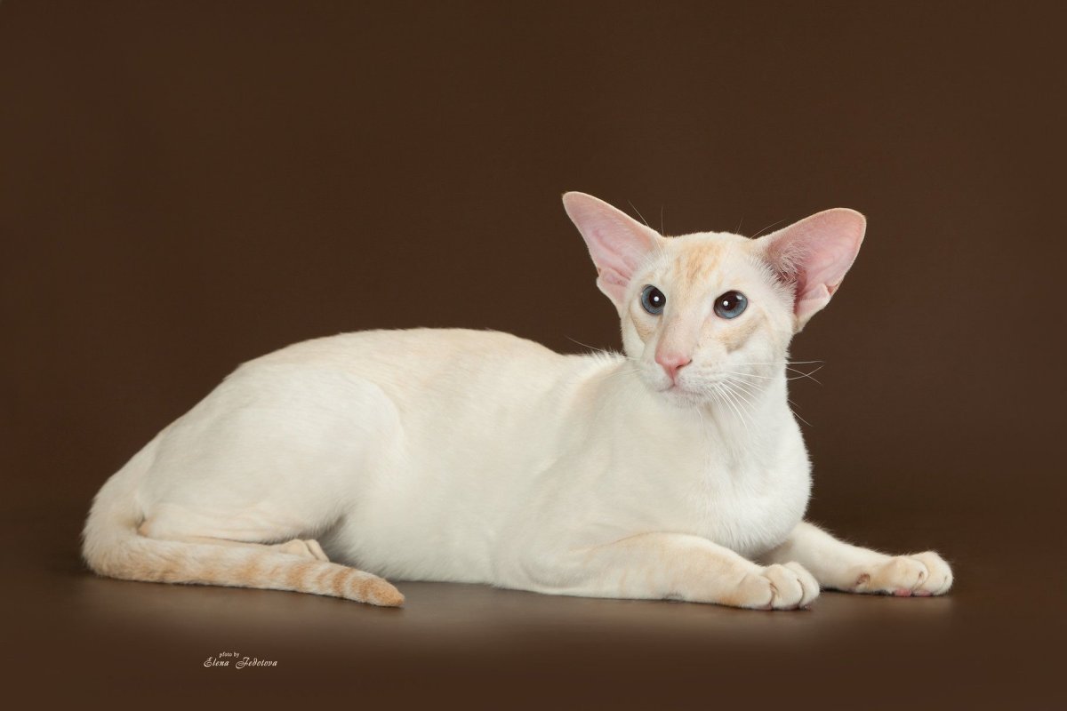 Ориентал кот Гавана