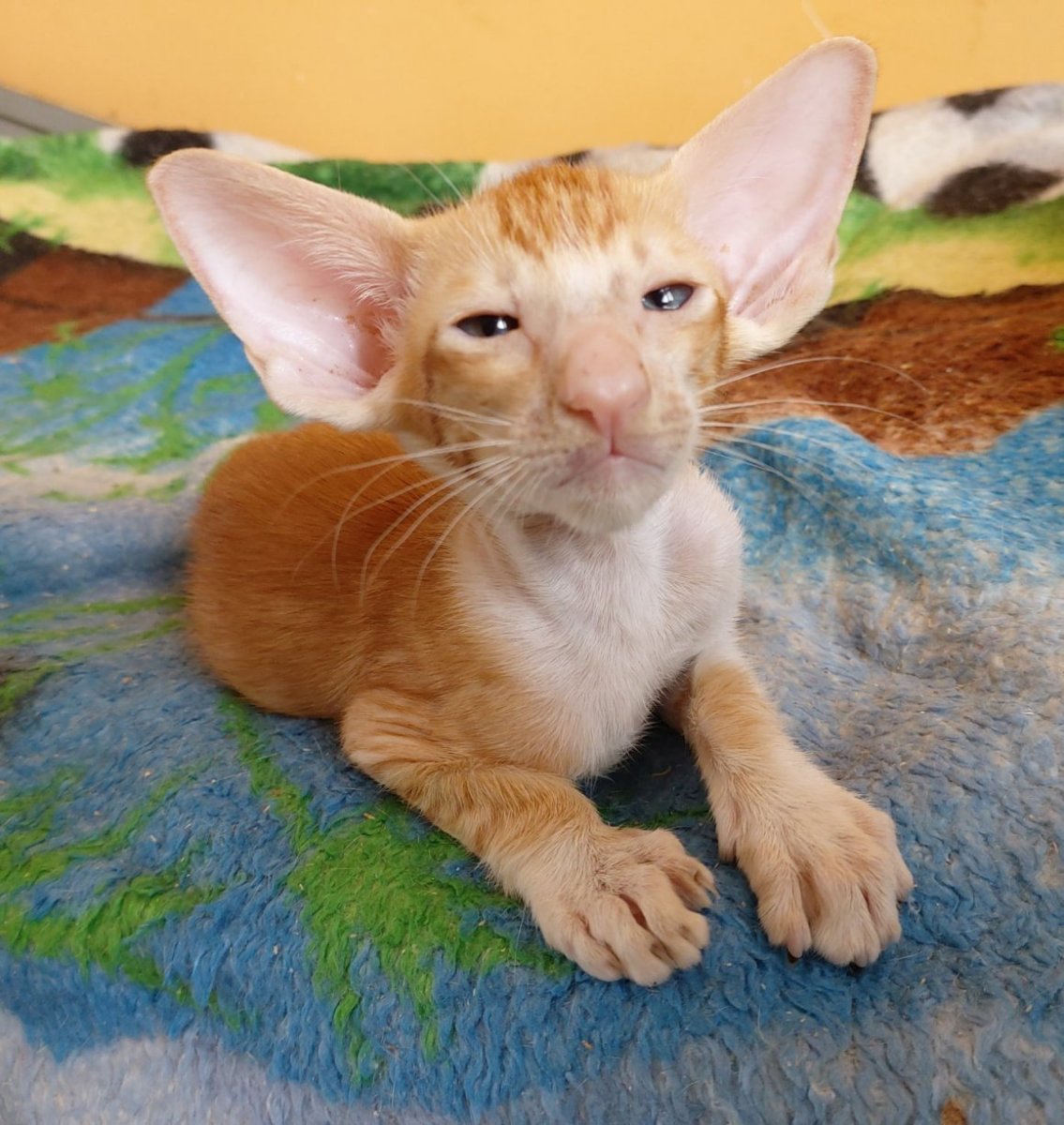 Невская Ориентальная кошка