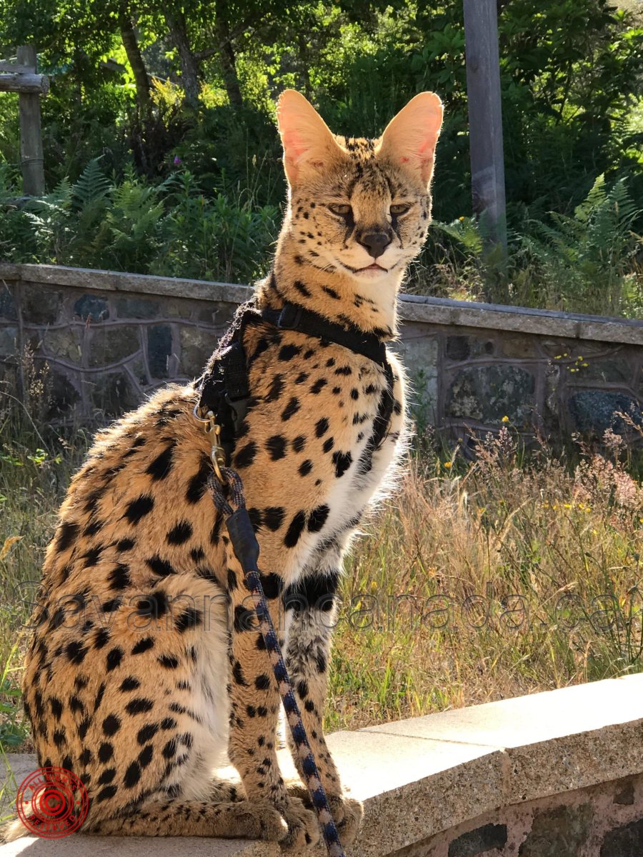 Кошка Саванна и сервал