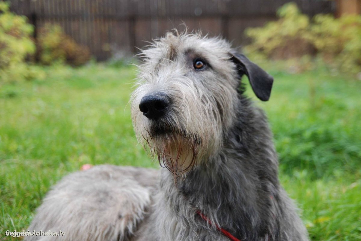 Собака ирландский волкодав