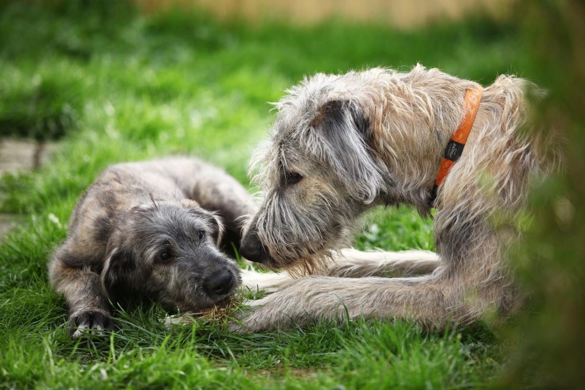 Кавказская овчарка