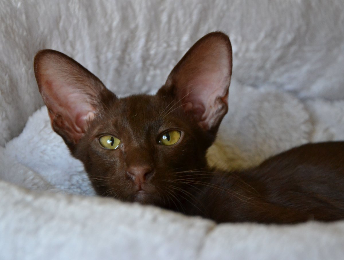 Ориентальные Яванез