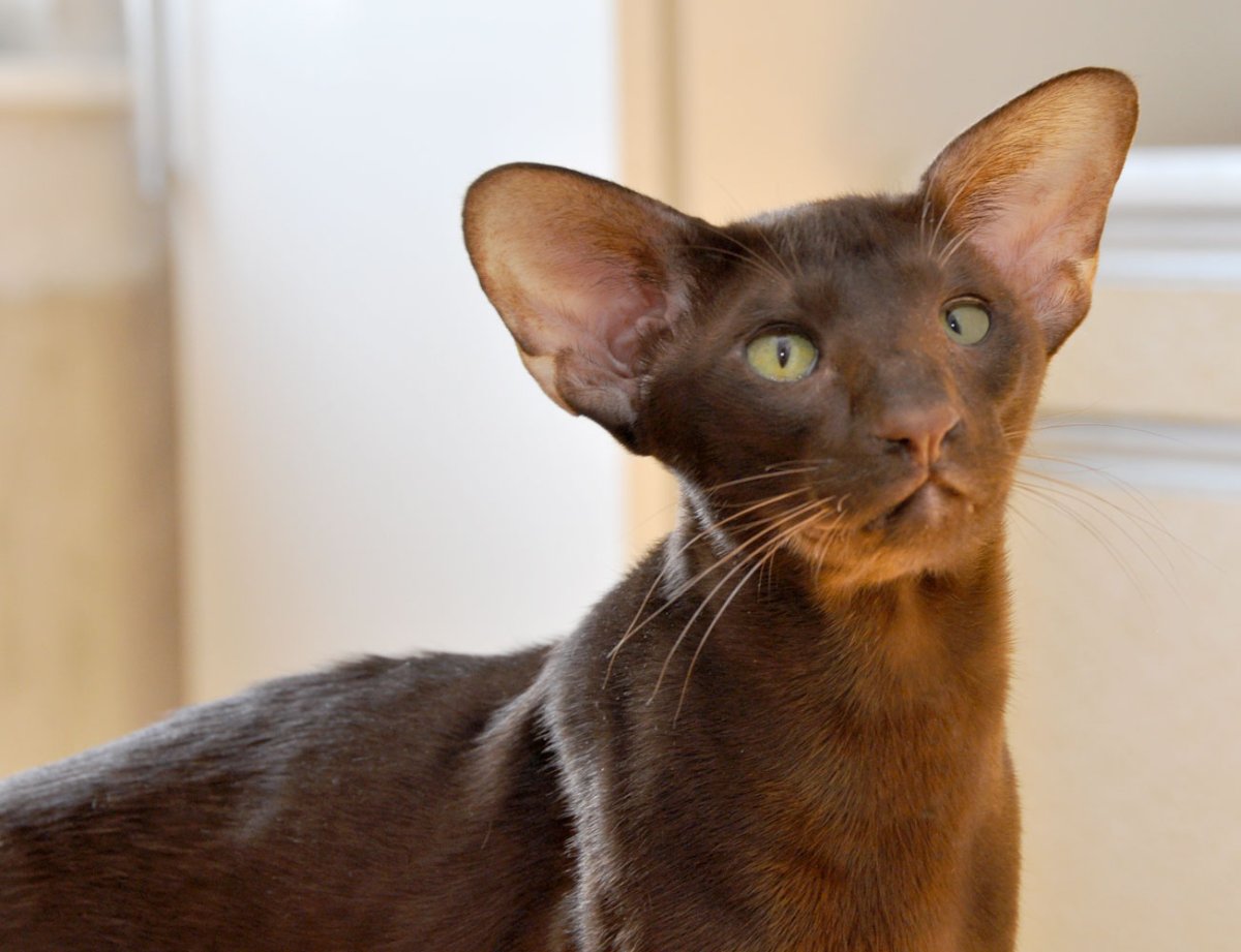 Ориентальная кошка циннамон