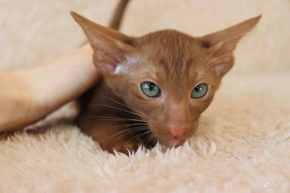 Ориентальный кот циннамон