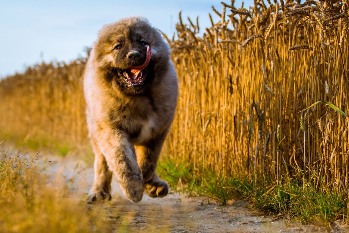 Irish Wolfhound Puppy