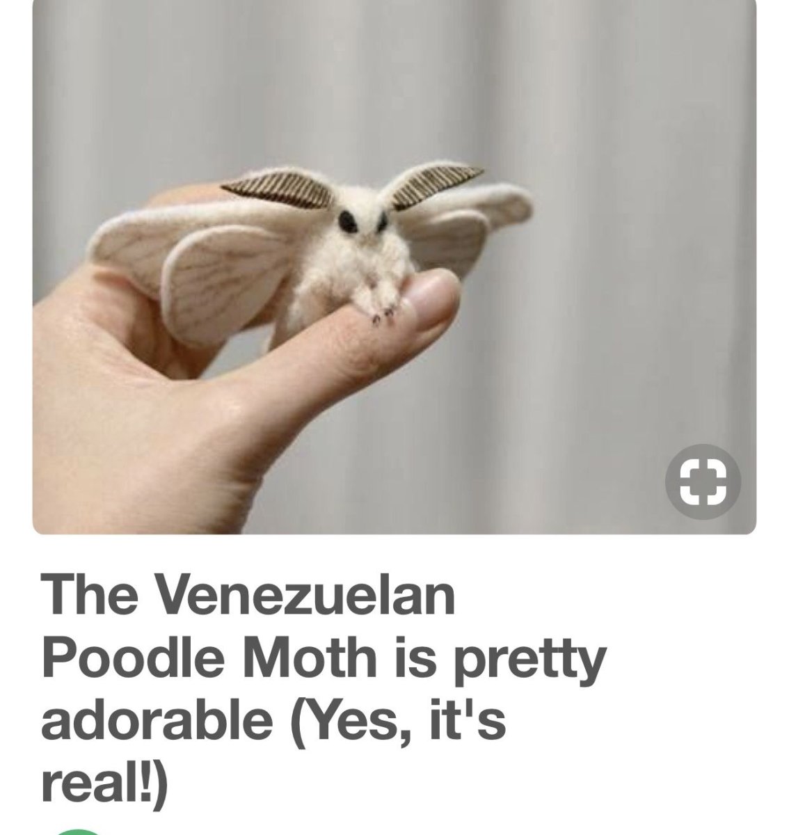 Венесуэльский пуделевый мотылек тутовый шелкопряд