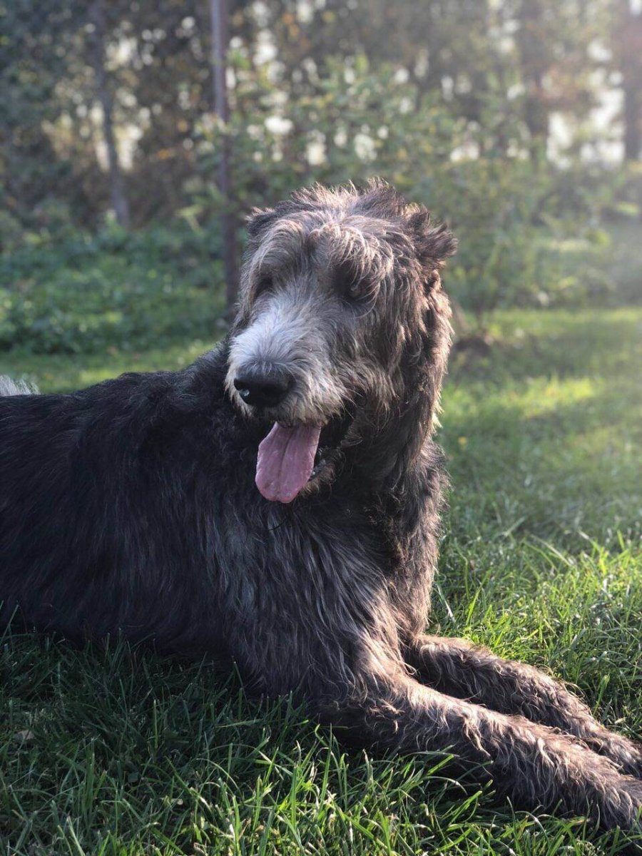 Порода хардкор