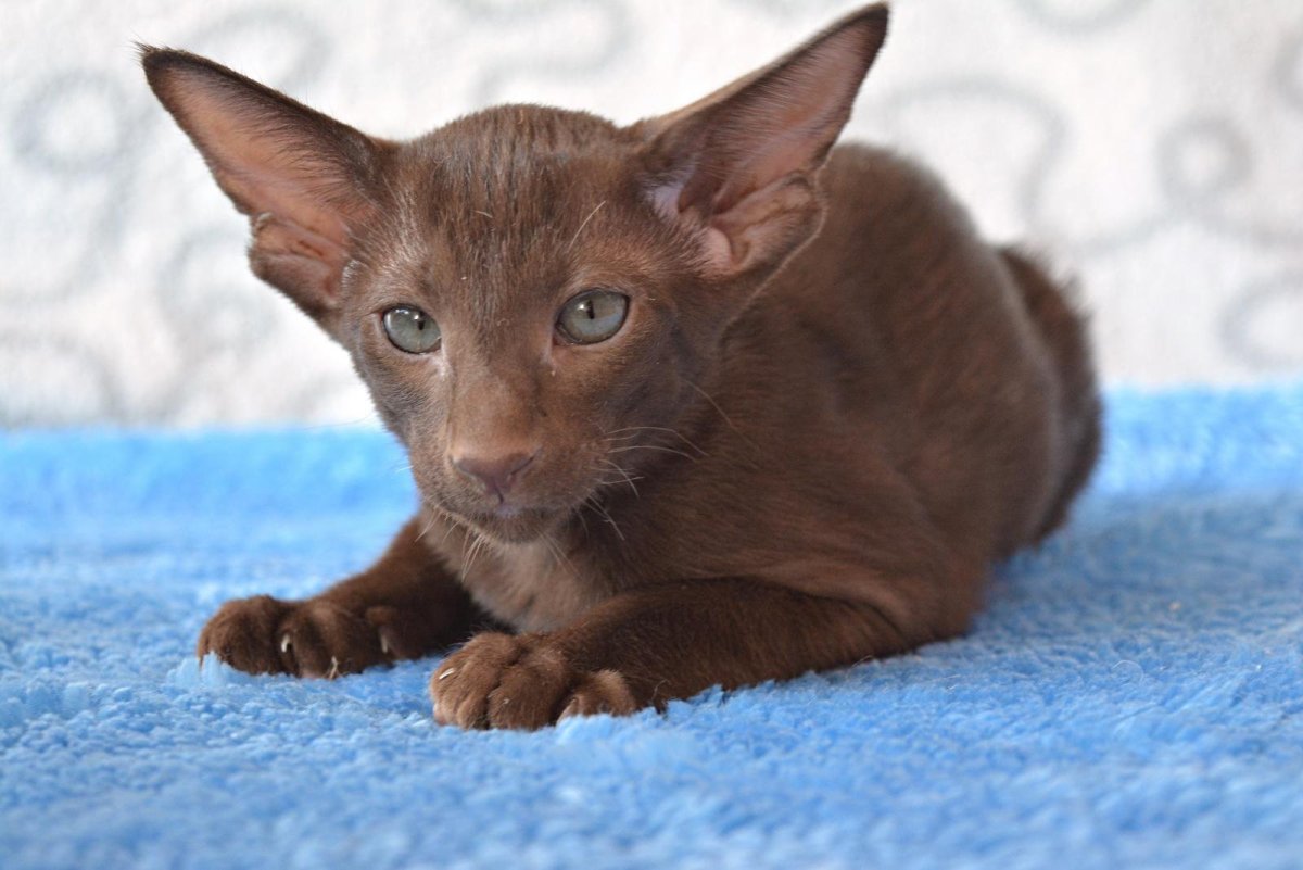 Ориентальная кошка экстремальная циннамон